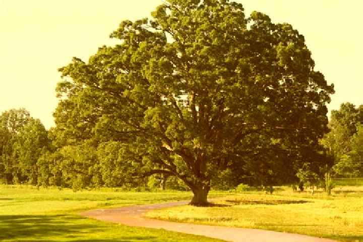 Escorts Marked Tree, United States — Local Companions