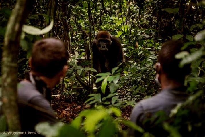Escorts Masi-Manimba, DR Congo — Local Companions