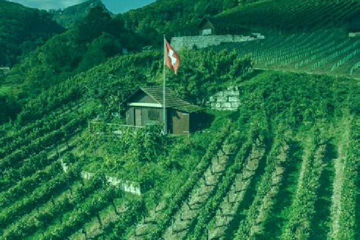 Escorts Mex, Switzerland — Local Companions