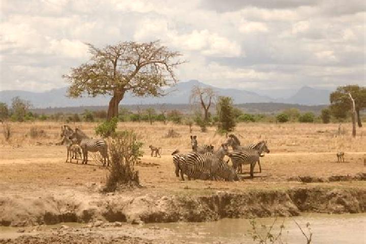 Escorts Mikumi, Tanzania — Local Companions