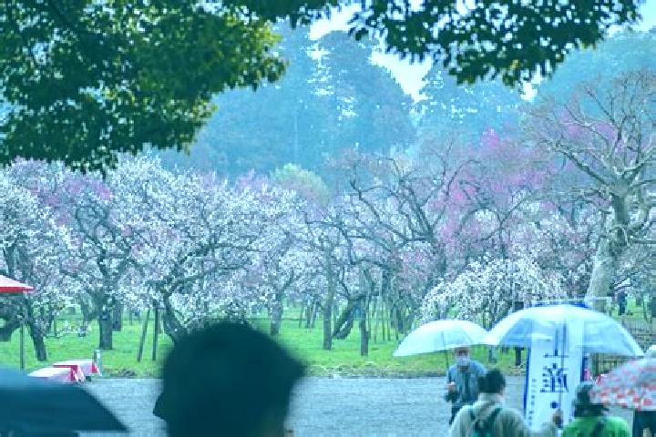 Escorts Mito, Japan — Local Companions