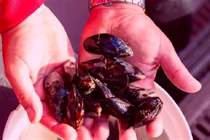 Escorts Mussel, Netherlands — Local Companions