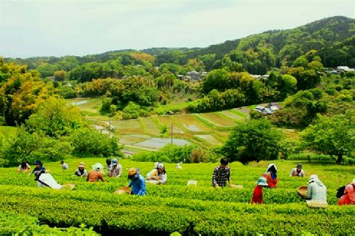 Escorts Nabari, Japan — Local Companions