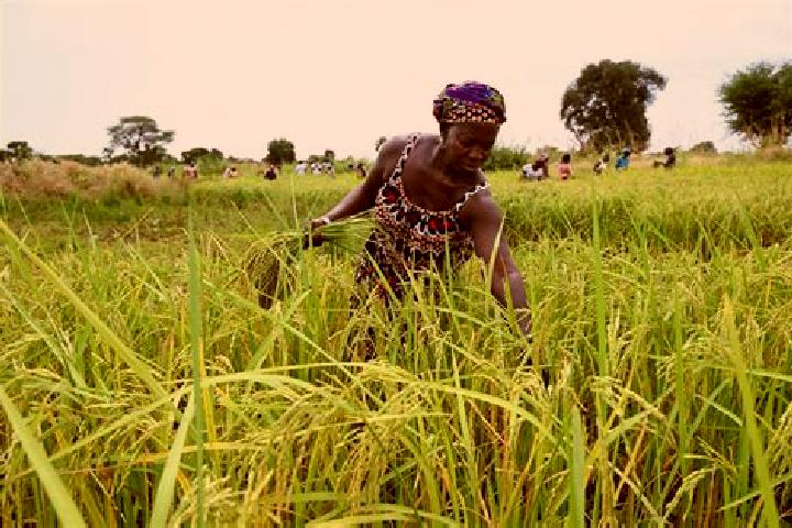 Escorts Ndofane, Senegal — Local Companions