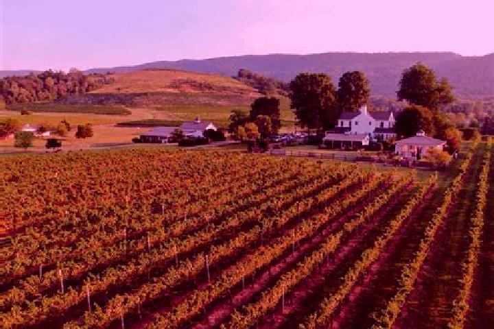 Escorts New Vineyard, United States — Local Companions