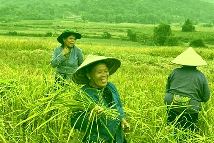 Escorts Nghia Lo, Vietnam — Local Companions