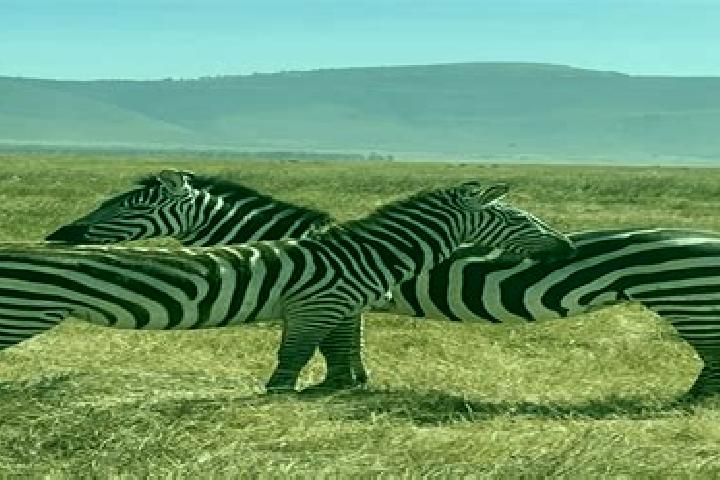 Escorts Ngorongoro, Tanzania — Local Companions