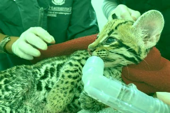 Escorts Ocelota, Mexico — Local Companions