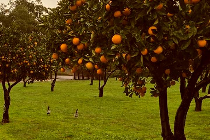 Escorts Orchard Hills, Australia — Local Companions