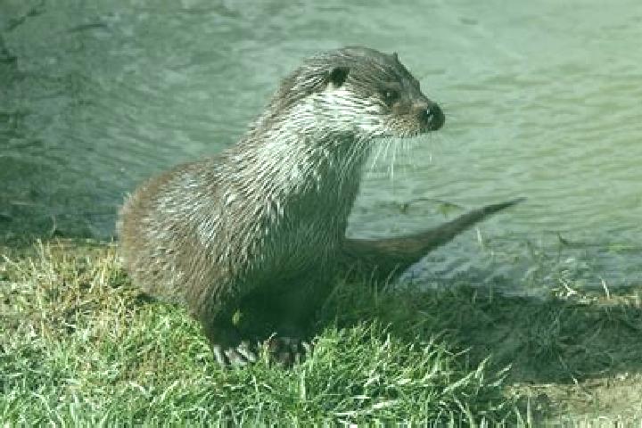 Escorts Otter, Germany — Local Companions