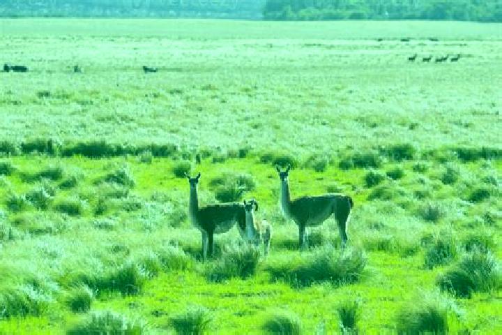 Escorts Pampa de los Guanacos, Argentina — Local Companions