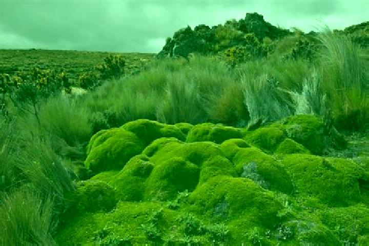 Escorts Paramo de Boedo, Spain — Local Companions