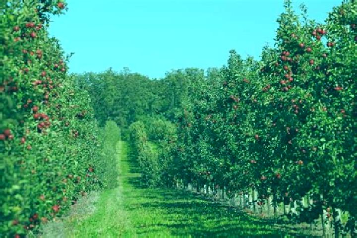 Escorts Park Orchards, Australia — Local Companions