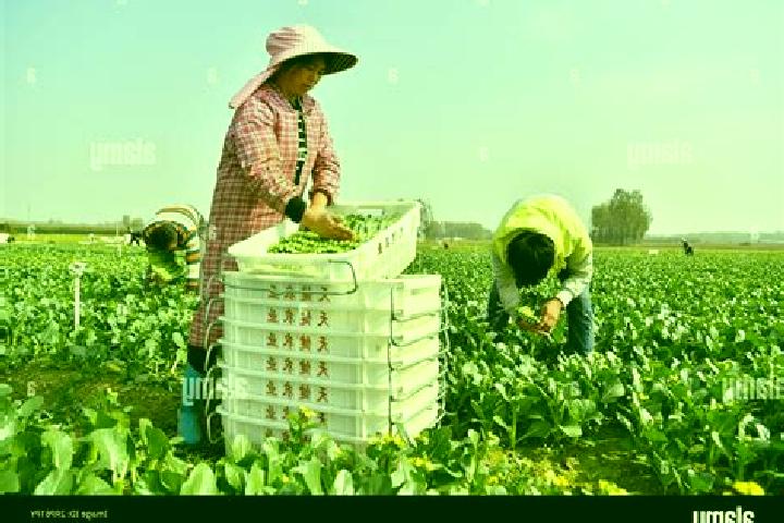 Escorts Pingdingshan, China — Local Companions