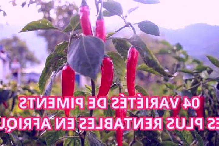 Escorts Port-a-Piment, Haiti — Local Companions