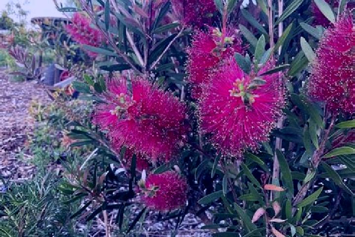 Escorts Prairiewood, Australia — Local Companions