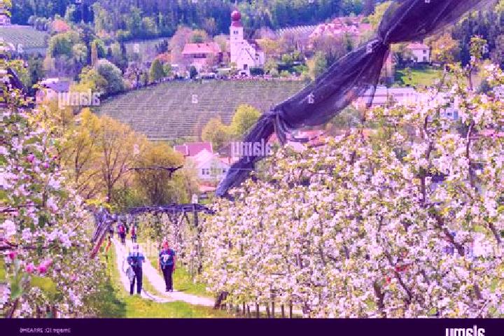 Escorts Puch bei Weiz, Austria — Local Companions