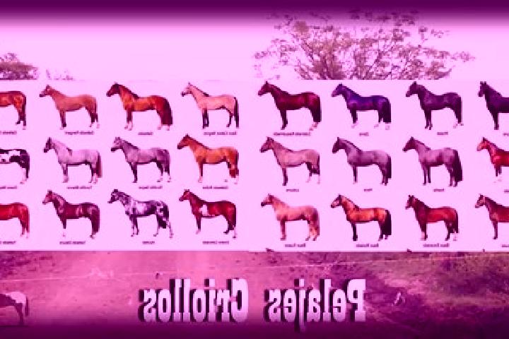 Escorts Puerto General Nicolas Bravo (Filo de Caballos), Mexico — Local Companions