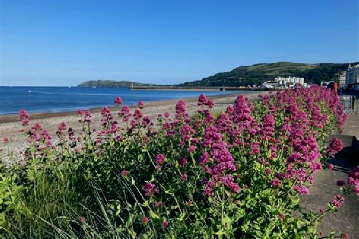 Escorts Ramsey, Isle of Man — Local Companions
