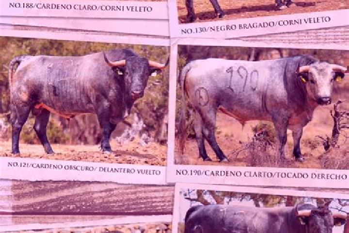 Escorts Rancho Seco, Mexico — Local Companions