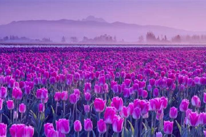 Escorts Rolling Fields, United States — Local Companions