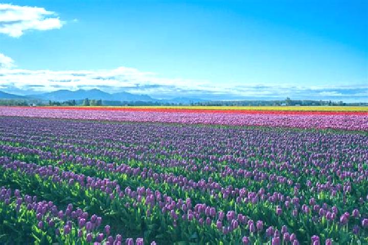 Escorts Rose Valley, United States — Local Companions