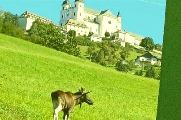 Escorts Rosenau am Sonntagberg, Austria — Local Companions