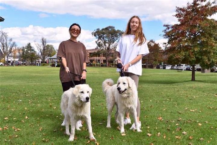 Escorts Rosewater, Australia — Local Companions