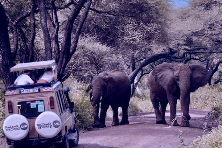 Escorts Ruaha, Tanzania — Local Companions