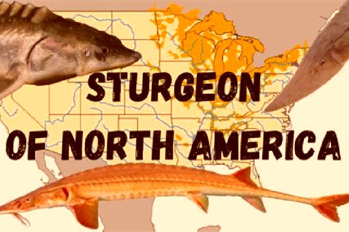 Escorts Rural North East South Sturgeon, Canada — Local Companions