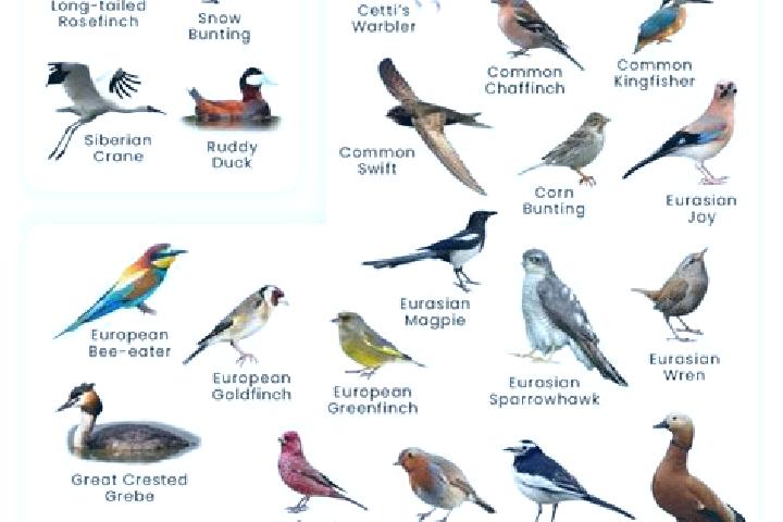 Escorts Sabir, Azerbaijan — Local Companions