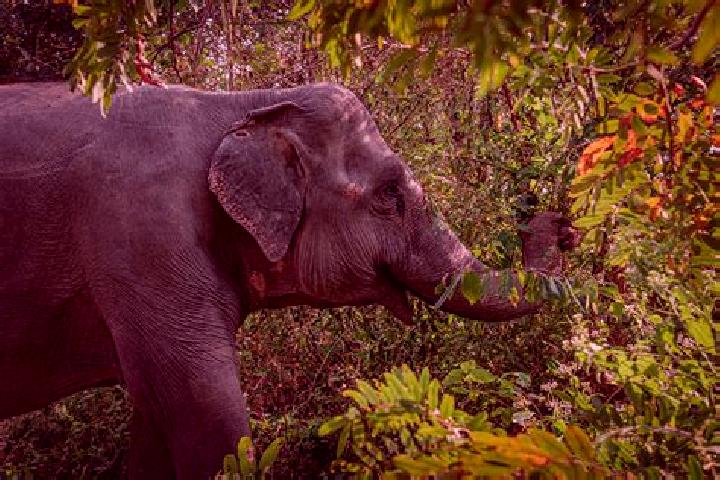 Escorts Sakmut Leu, Cambodia — Local Companions