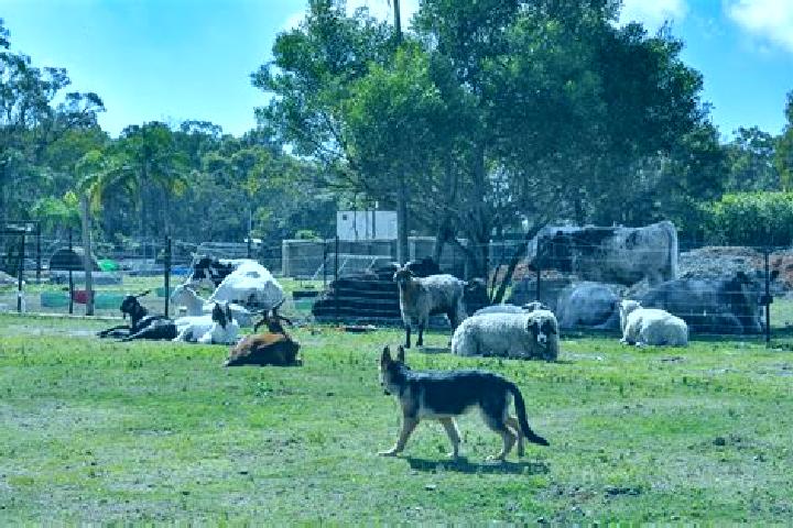 Escorts Sancrox, Australia — Local Companions
