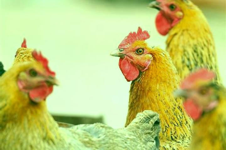 Escorts Santa Rosa de Gallinas, Mexico — Local Companions