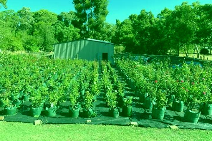 Escorts Sawyers Valley, Australia — Local Companions