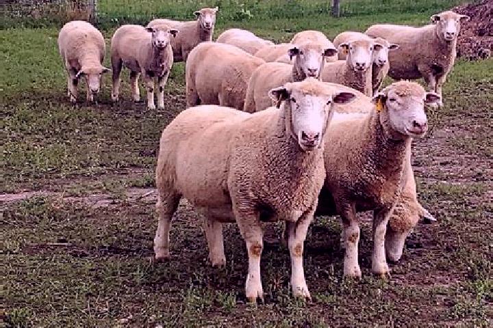 Escorts Schapen, Germany — Local Companions