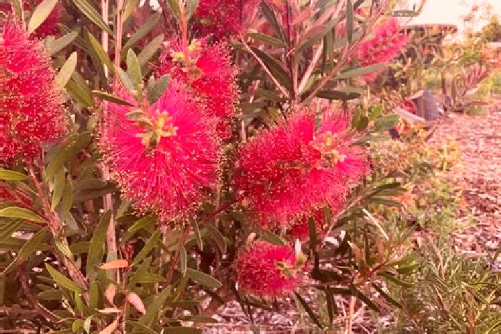 Escorts Seaholme, Australia — Local Companions
