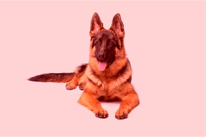 Escorts Shepherd, United States — Local Companions