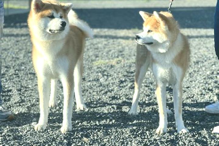 Escorts Shiba, Japan — Local Companions