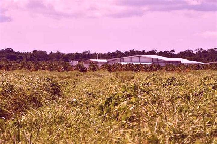 Escorts Silk Grass, Belize — Local Companions