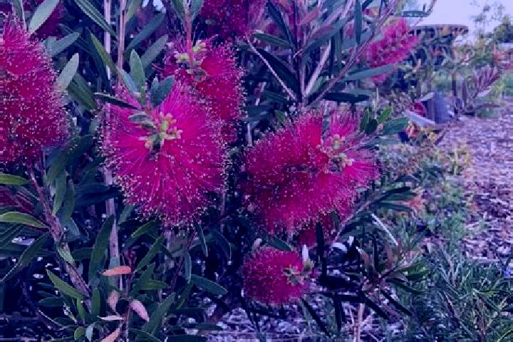 Escorts South Arm, Australia — Local Companions