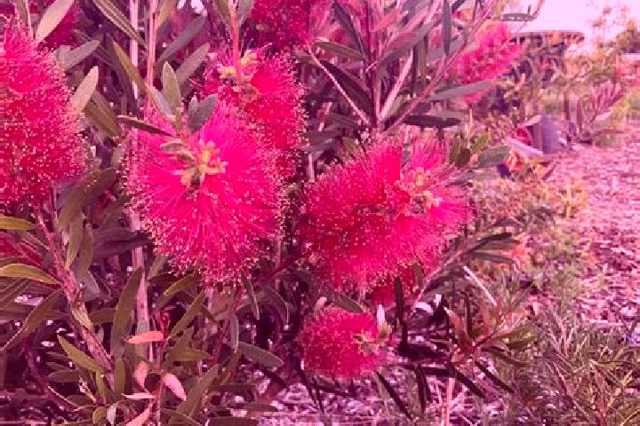 Escorts Strathdickie, Australia — Local Companions