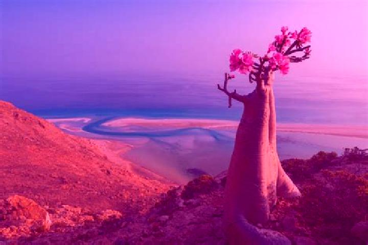 Escorts Suq ar Rubu , Yemen — Local Companions