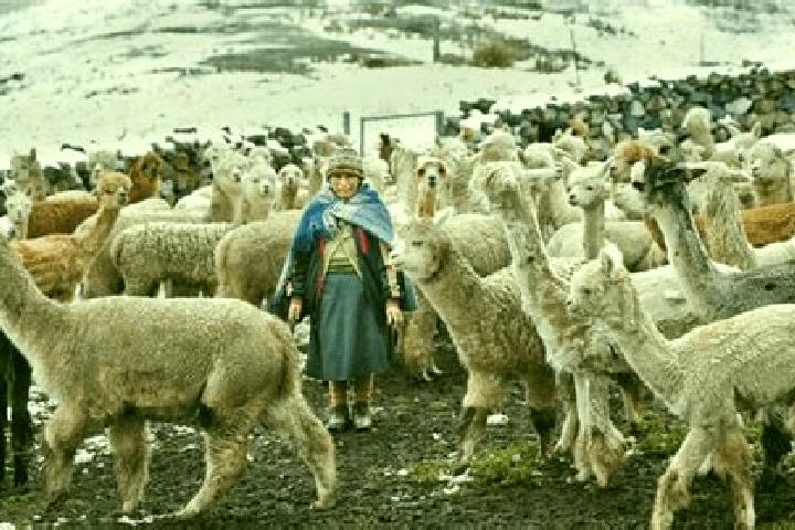 Escorts Tarucani, Peru — Local Companions