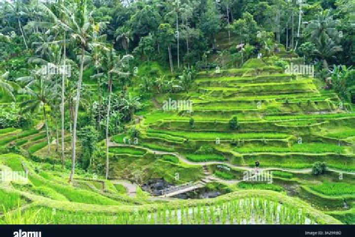 Escorts Tegalalang, Indonesia — Local Companions
