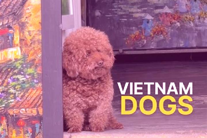 Escorts Thi Tran GJong Van, Vietnam — Local Companions