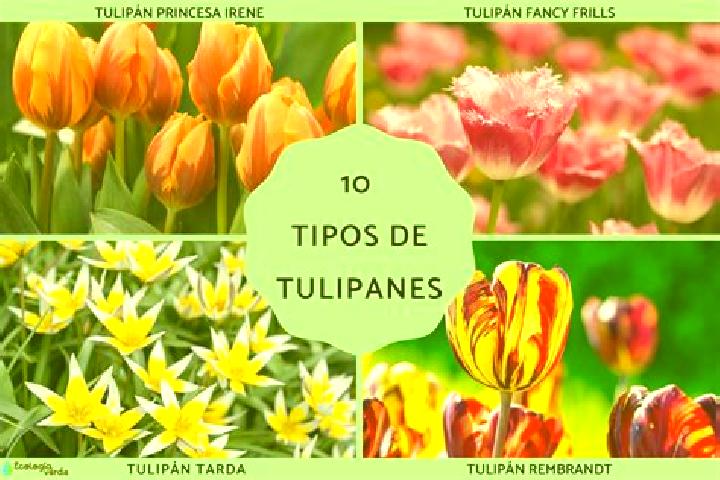 Escorts Tulipanes, Mexico — Local Companions