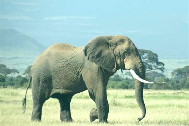 Escorts Upper Gilgil, Kenya — Local Companions