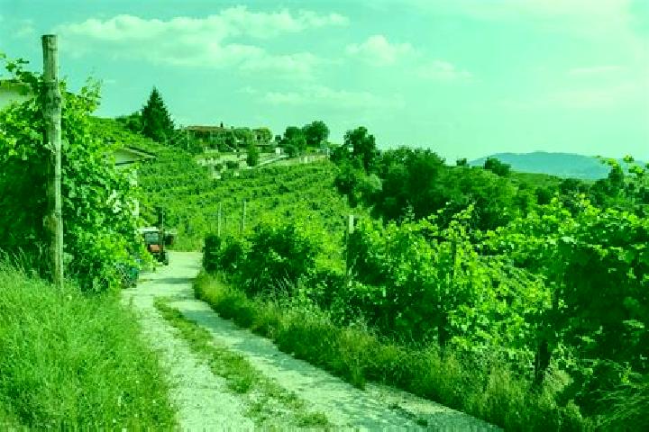 Escorts Vidor, Italy — Local Companions