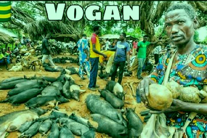 Escorts Vogan, Togo — Local Companions